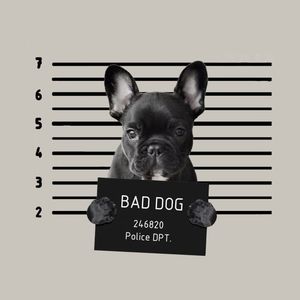 Meet your Posher, Frank